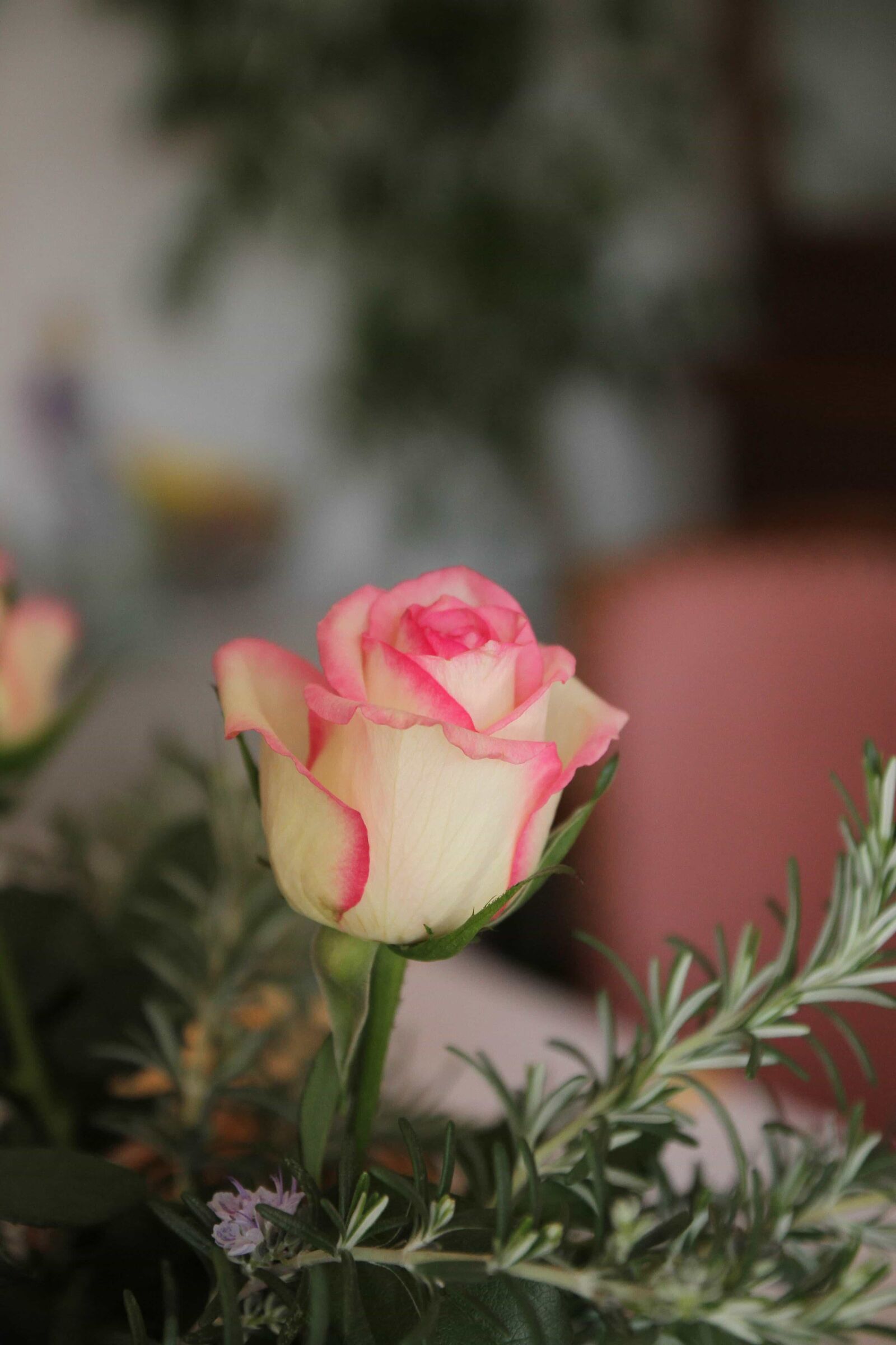 Canon EOS 7D sample photo. Bouquet, rosemary, nature, flower photography