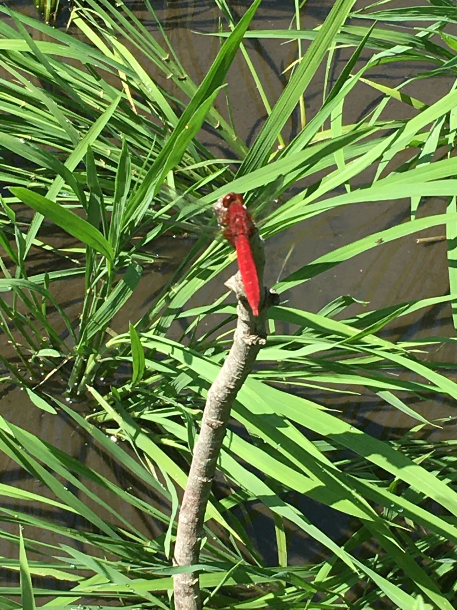 iPhone 6s back camera 4.15mm f/2.2 sample photo. Red dragonfly, satoyama, yamada's photography