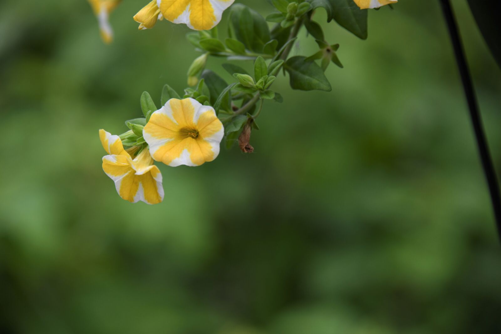 Nikon D850 sample photo. Petunias, flowers, blossom photography