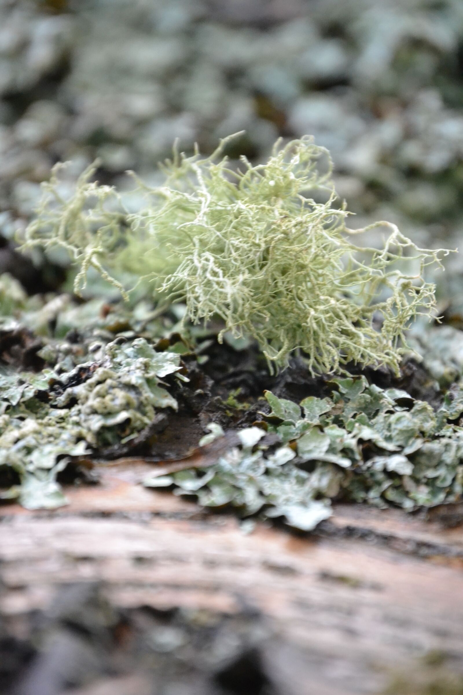 Nikon D3100 sample photo. Delicate, moss photography