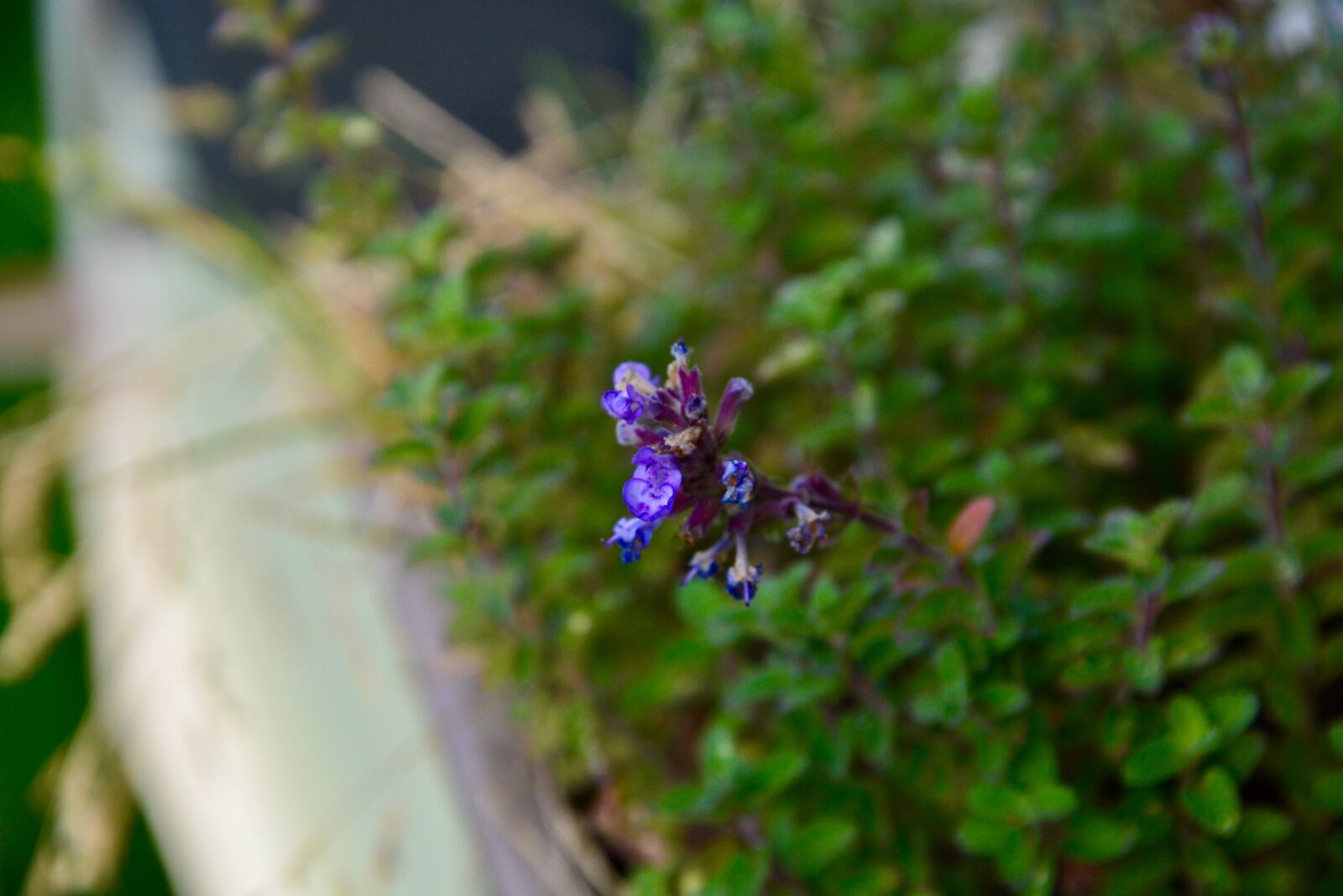 Nikon D5200 sample photo. Catnip, flower, petals photography