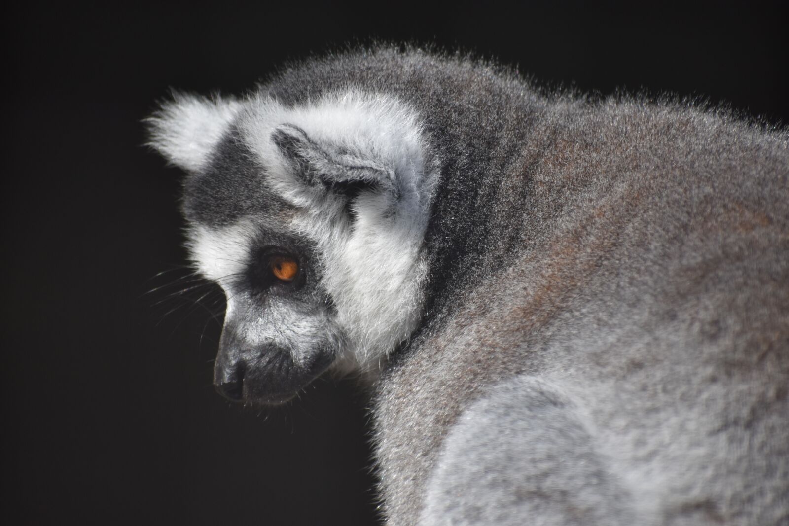 Nikon D5500 sample photo. Mammal, primate, monkey photography