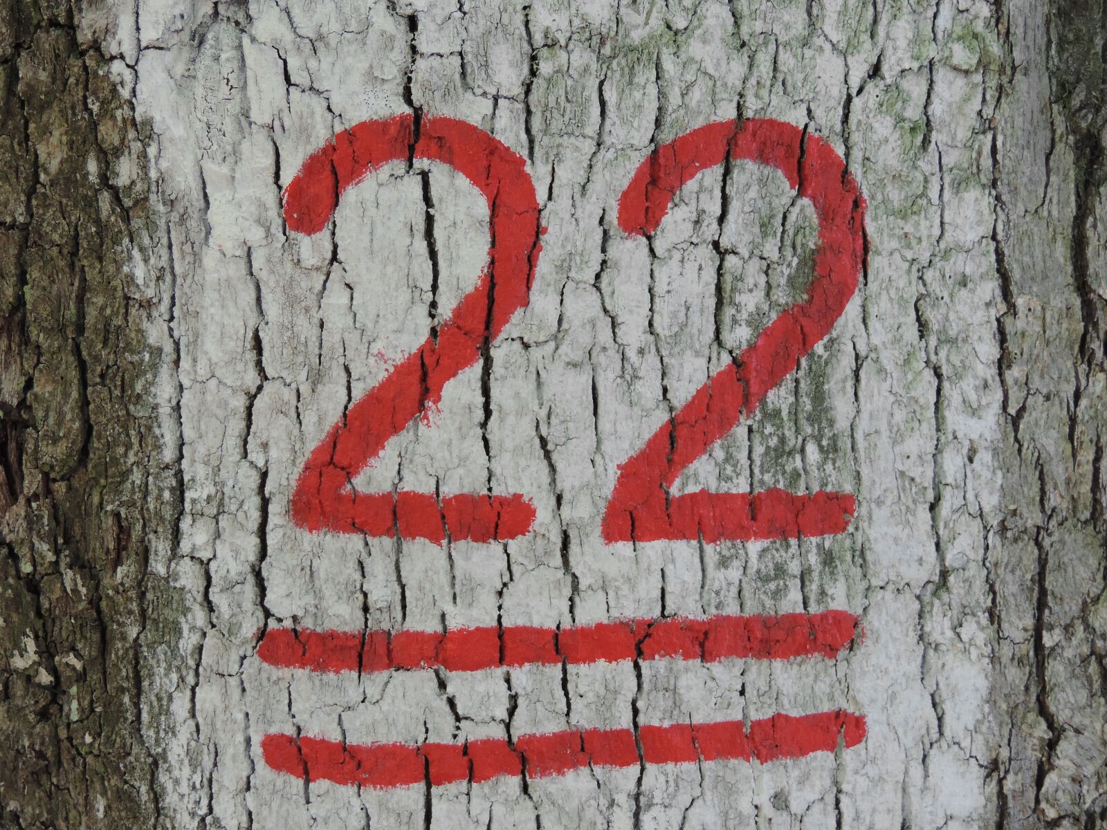 Nikon Coolpix P520 sample photo. Bark, red, sign, signal photography