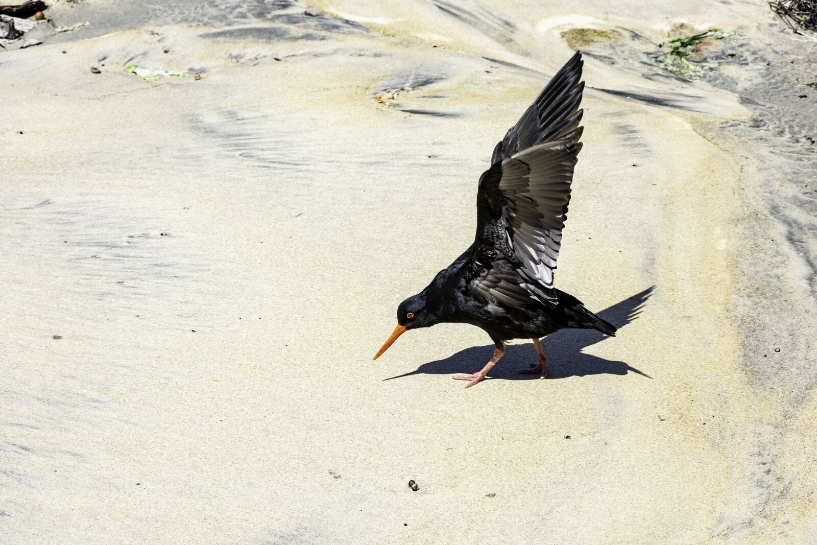 Nikon D3400 sample photo. Bird, pigeon catcher, native photography