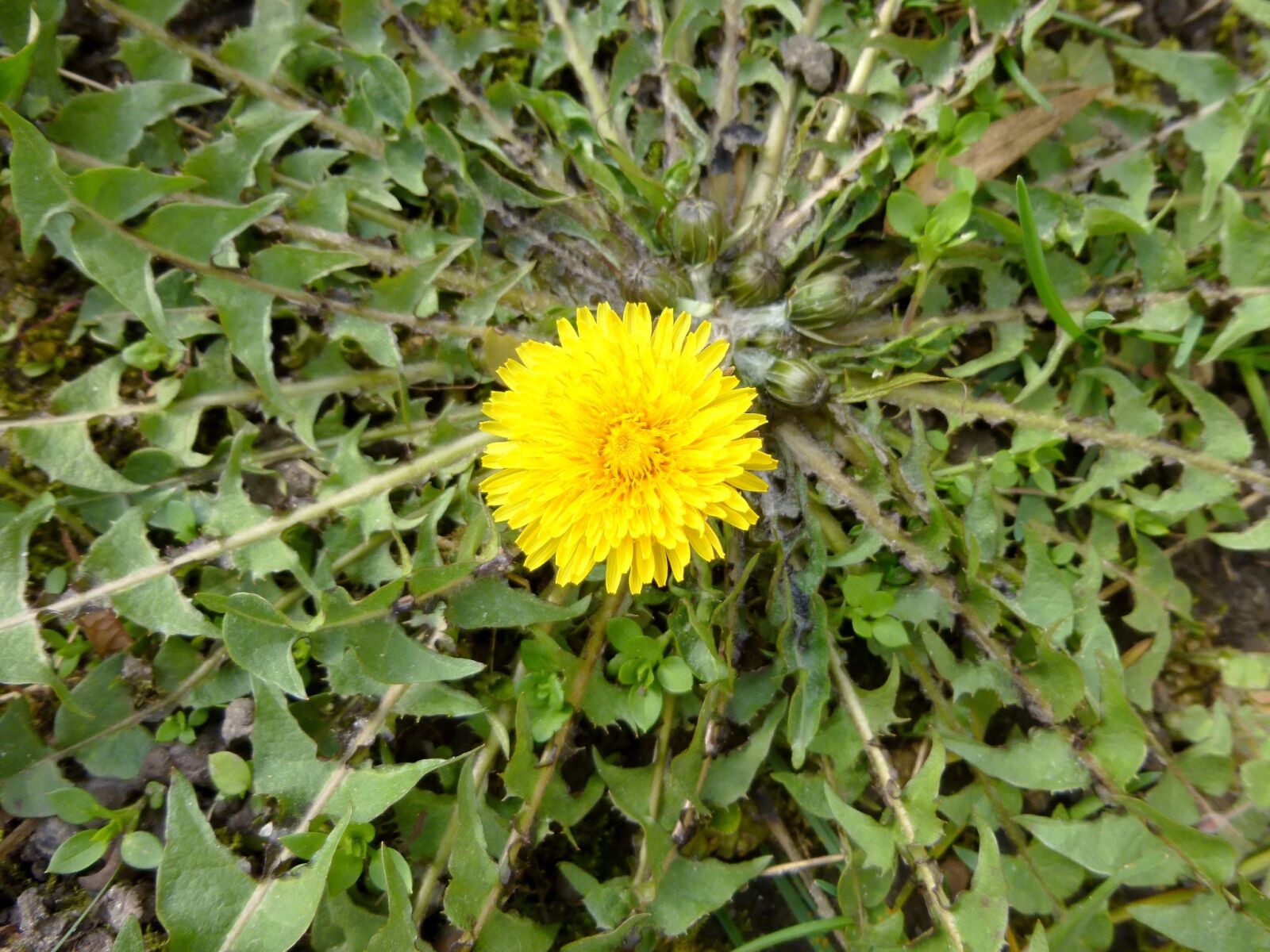Panasonic DMC-SZ9 sample photo. Yellow flower, dandelion, spring photography