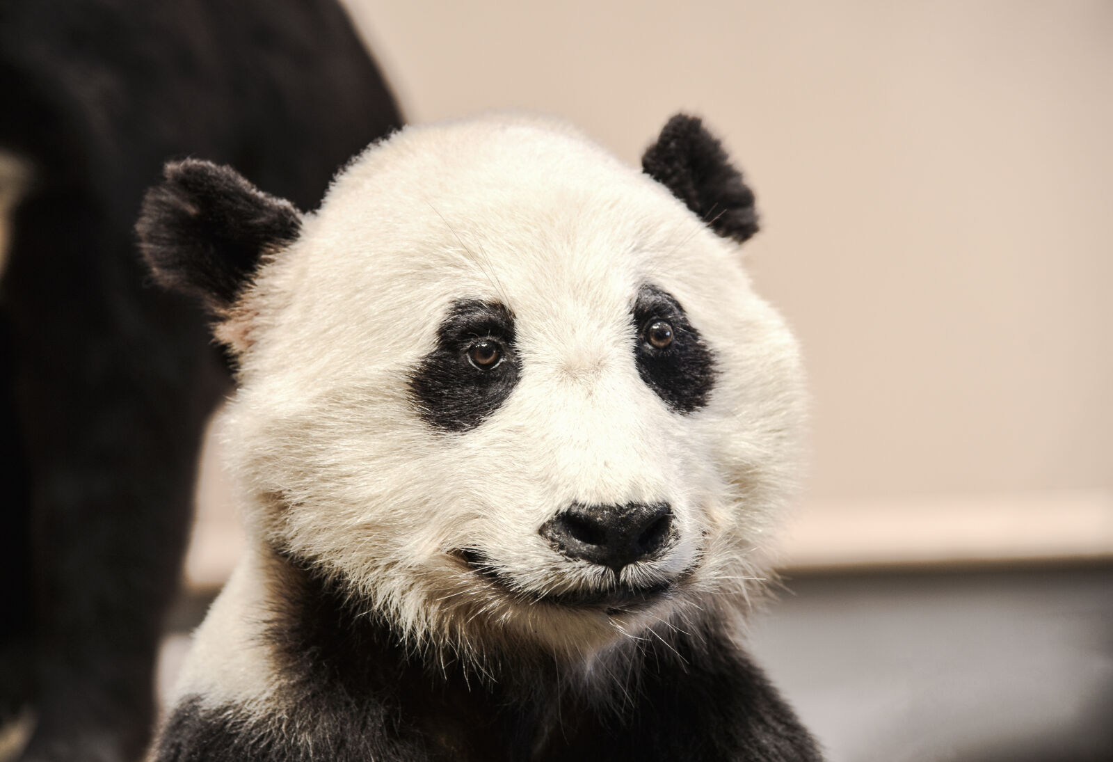 Nikon D750 sample photo. Panda photography