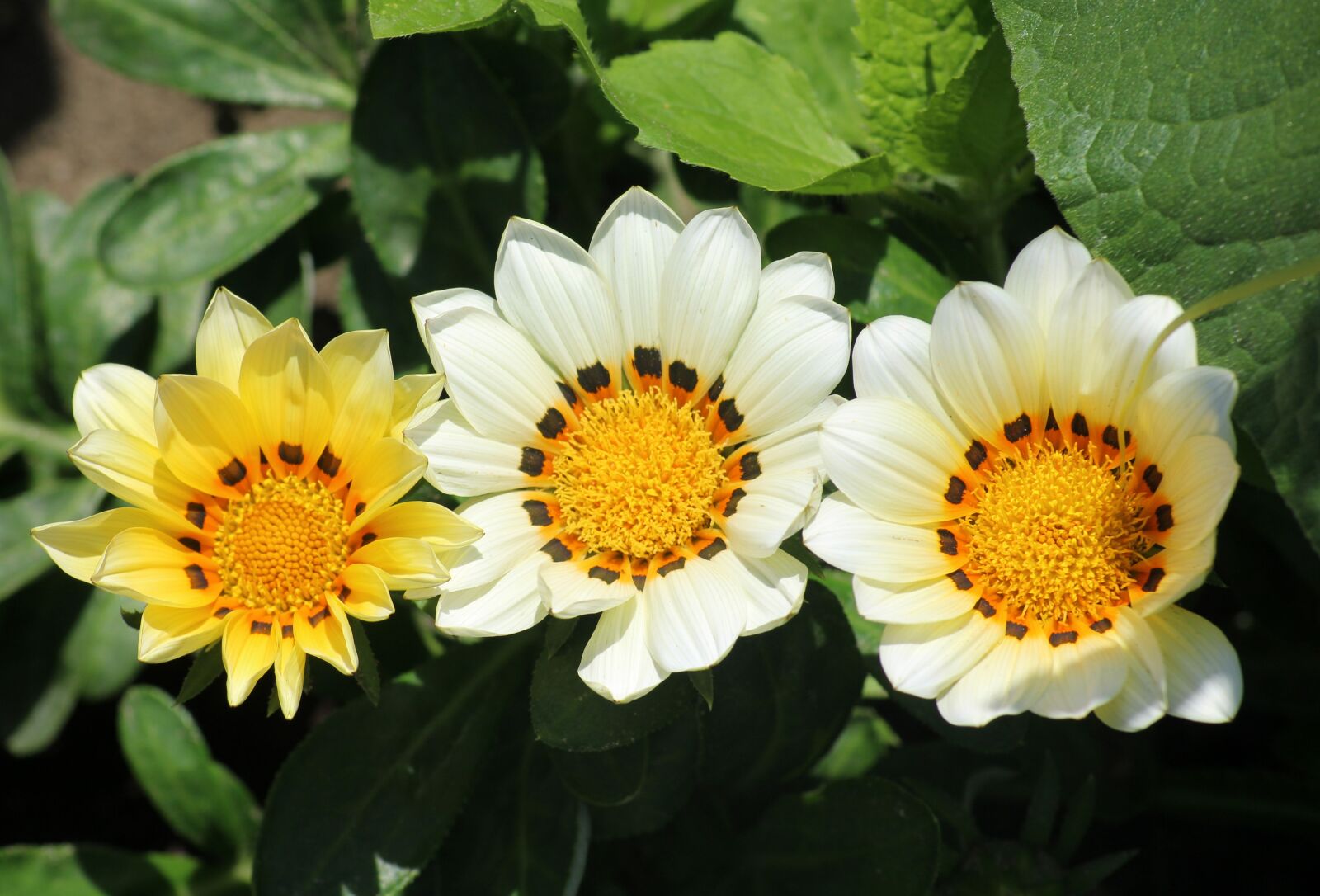 Canon EOS 1200D (EOS Rebel T5 / EOS Kiss X70 / EOS Hi) sample photo. Gazania, flowers, clear photography