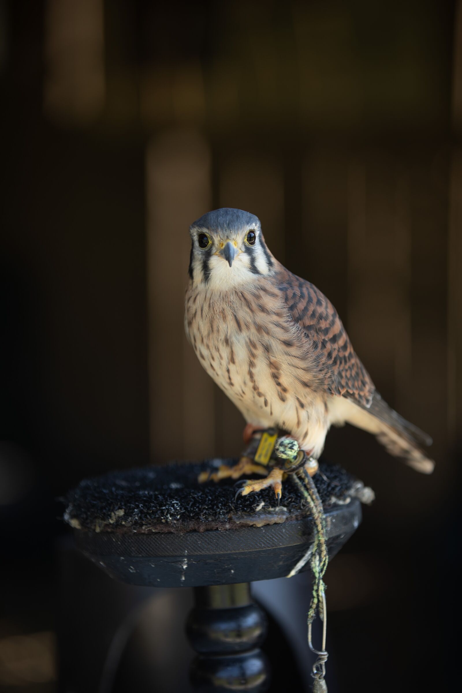 Canon EOS 5D Mark IV sample photo. Bird, hawk, perched photography