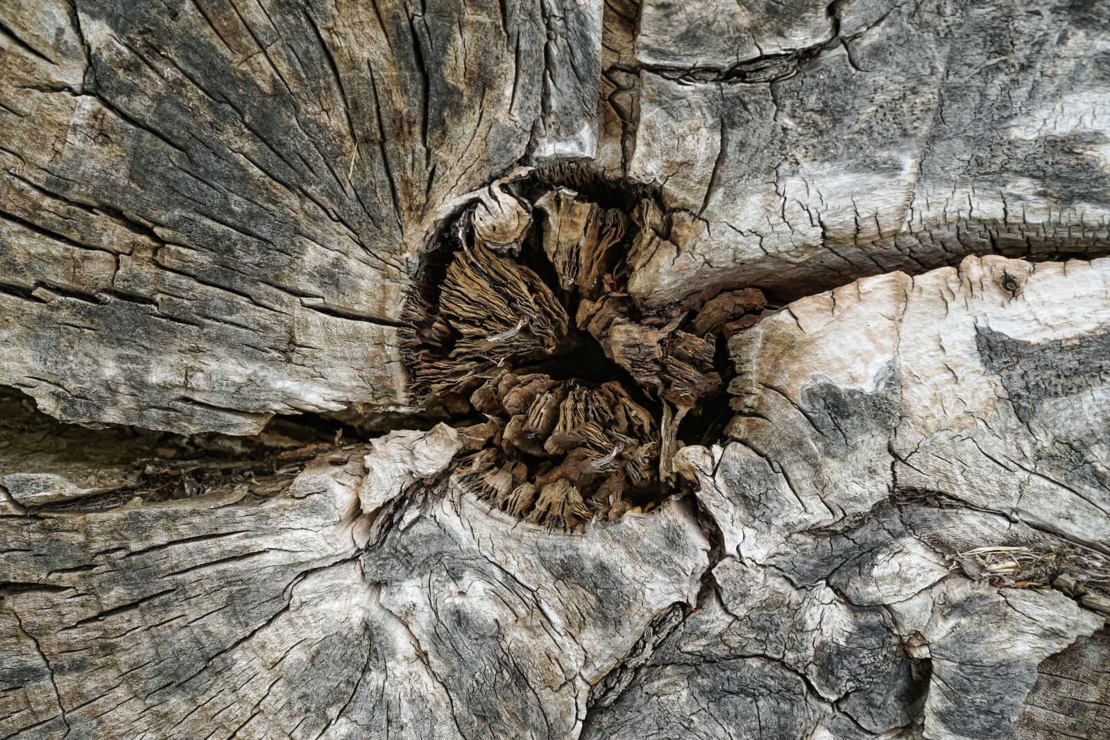 Sony a6000 + Sony E PZ 18-105mm F4 G OSS sample photo. Wood, tribe, log photography