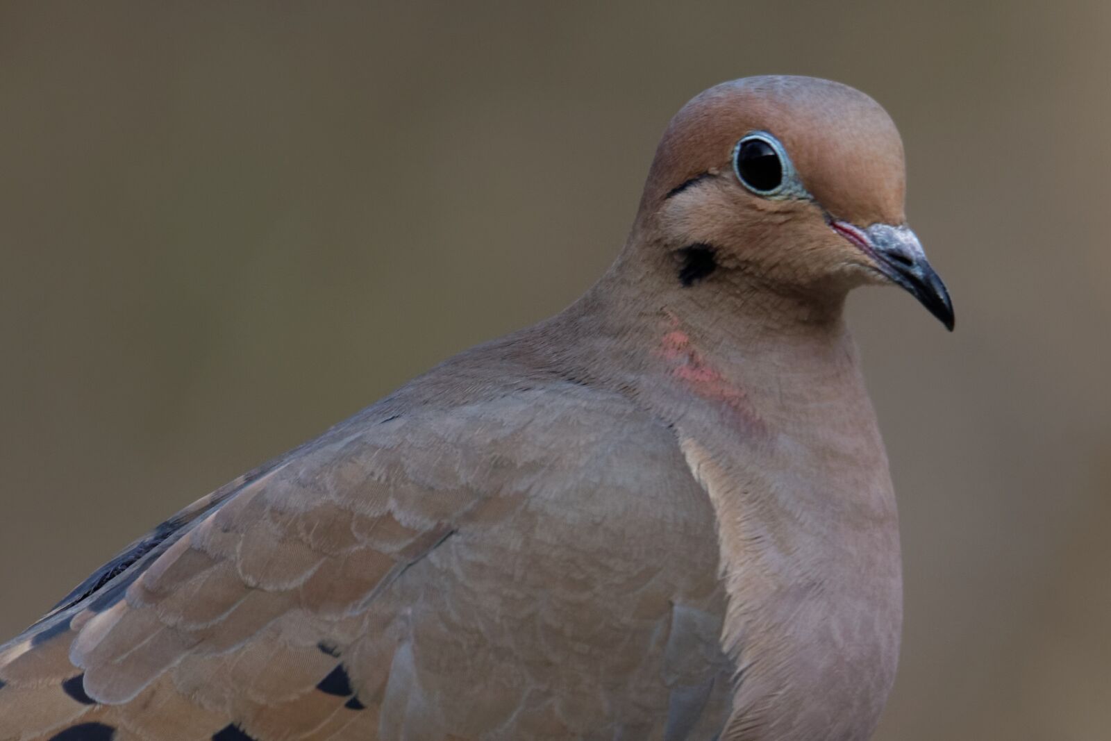 Canon EOS 70D sample photo. Mourning dove, bird, dove photography