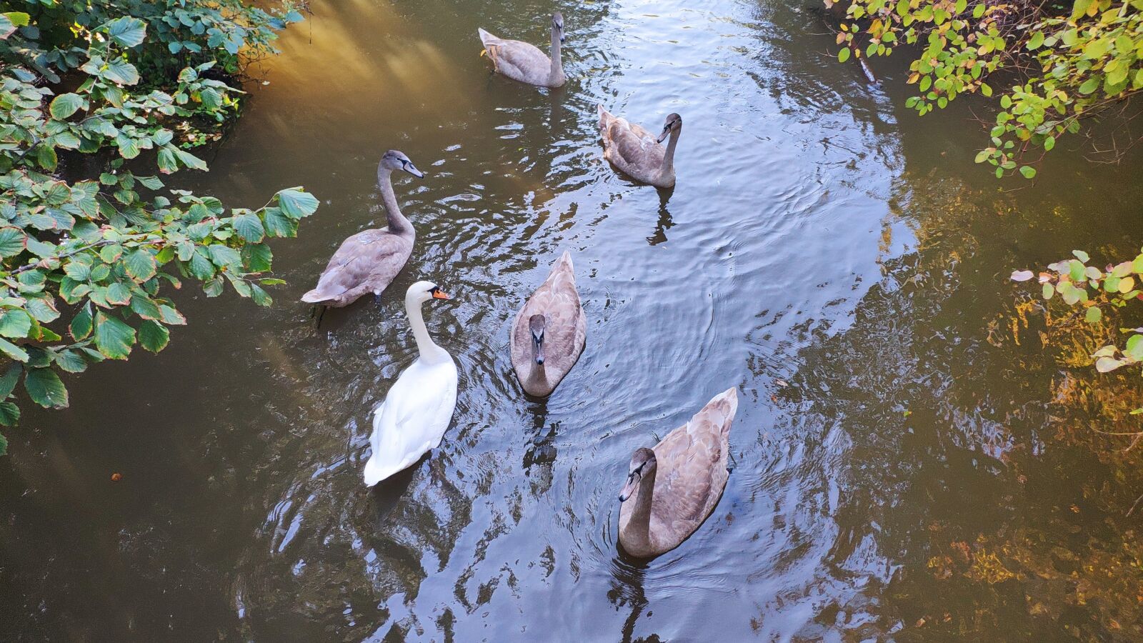 Xiaomi Mi MIX 2S sample photo. Swan, river, animal photography