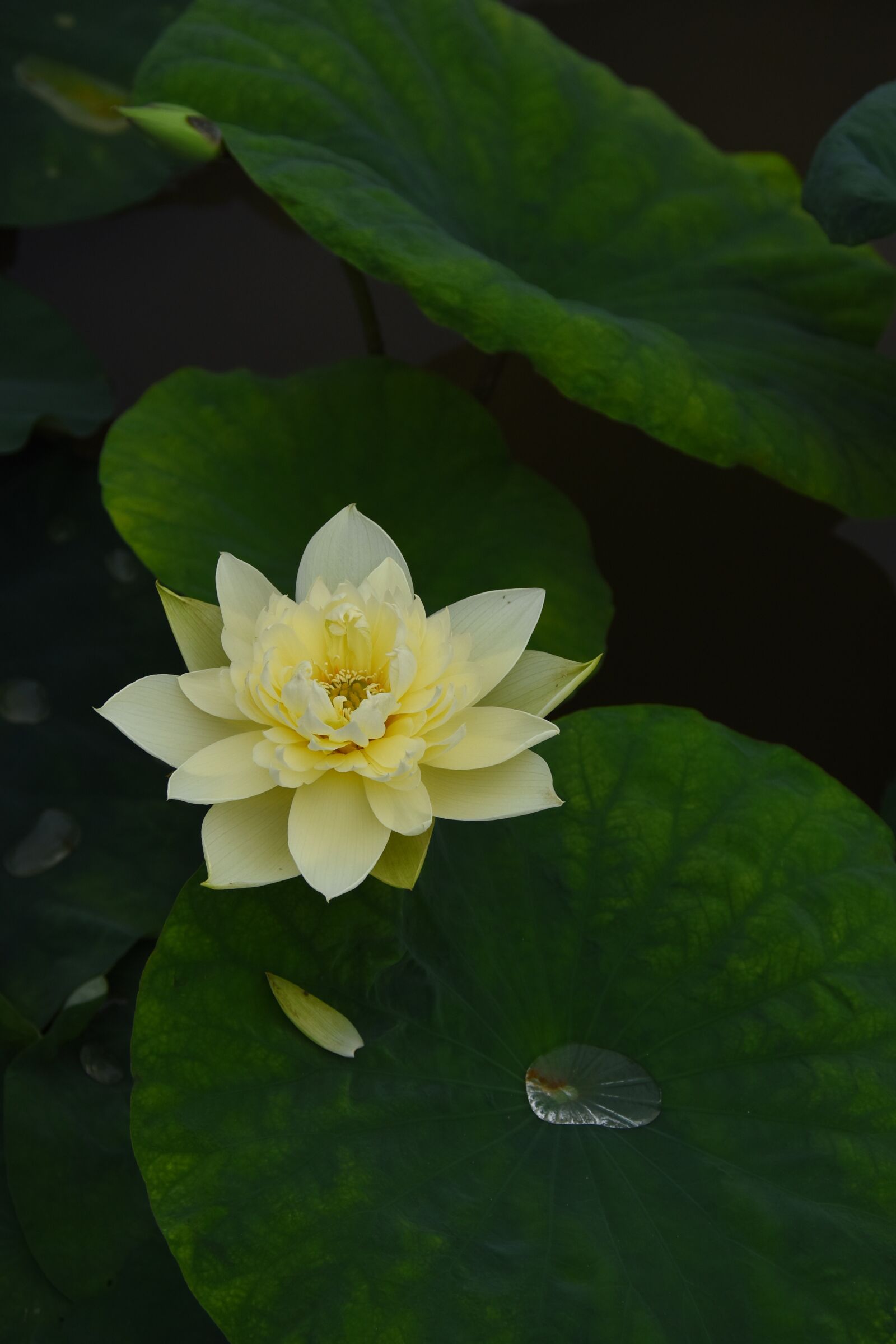 Nikon D7200 sample photo. Golden lotus, dress, outdoor photography