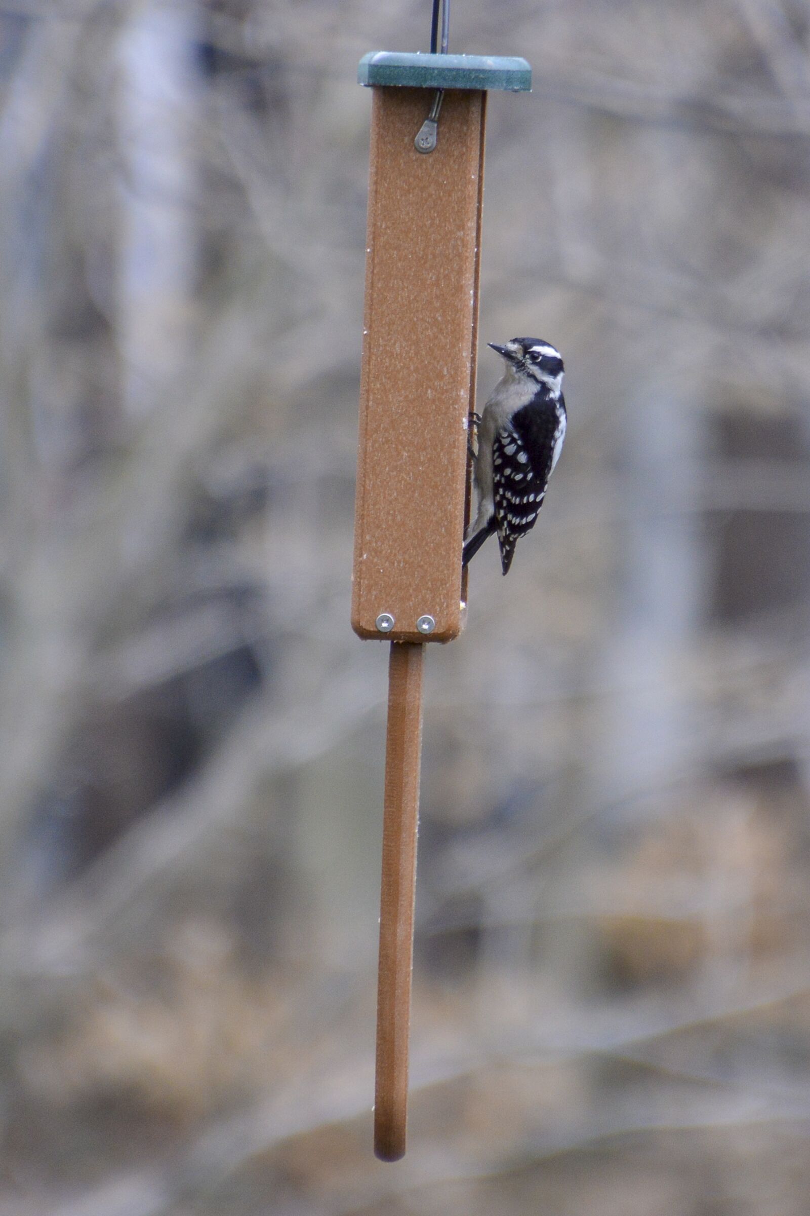 Nikon D3200 + Tamron 16-300mm F3.5-6.3 Di II VC PZD Macro sample photo. Downy, woodpecker, bird photography