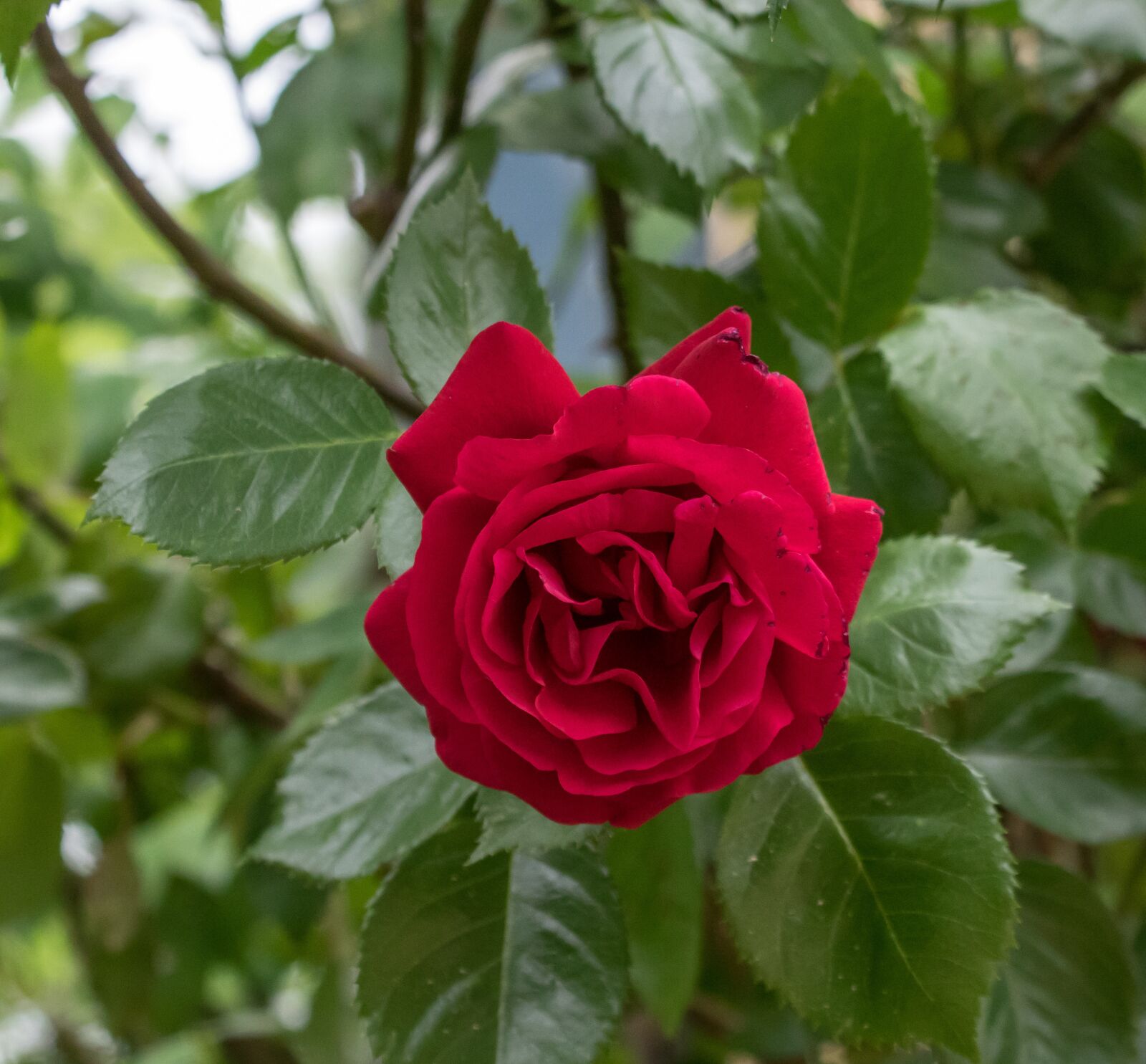 Pentax K-3 sample photo. Rose, flower, petal photography