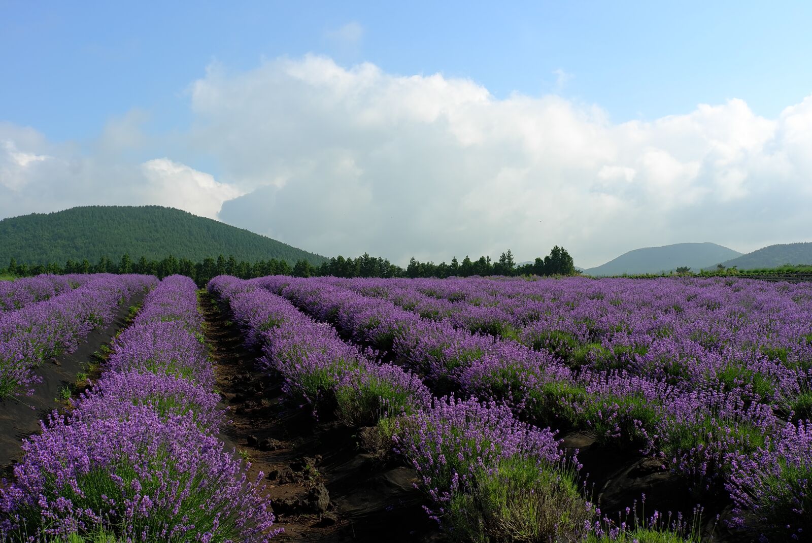Leica X1 sample photo. Lavender, field, flowers photography