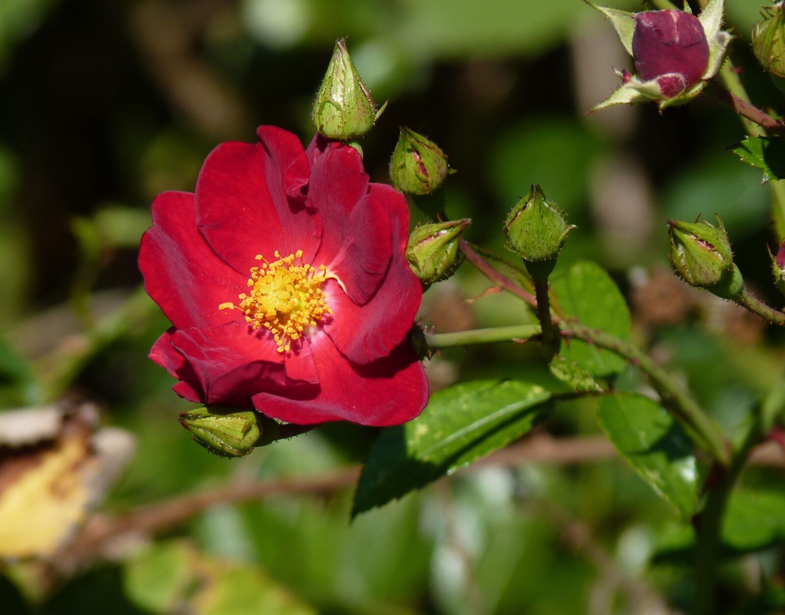 Panasonic Lumix DMC-FZ35 (Lumix DMC-FZ38) sample photo. Rose, red, autumn photography