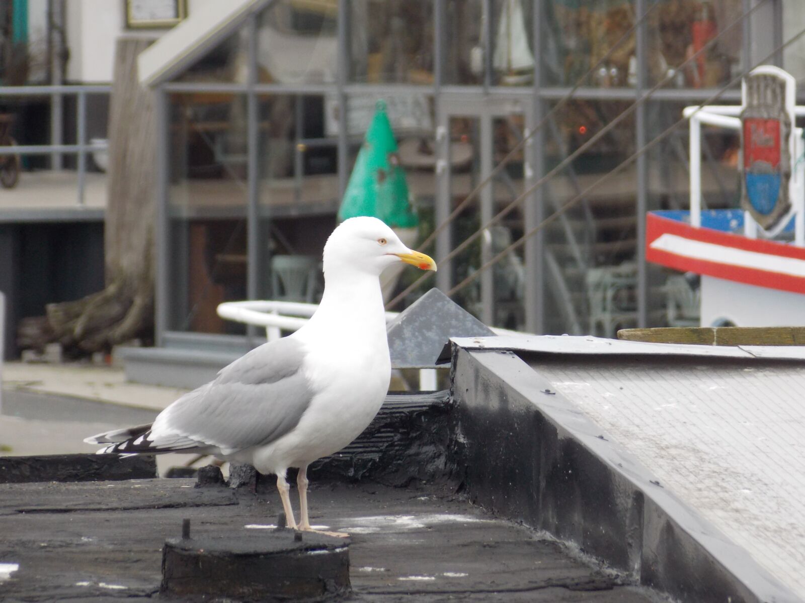 Nikon Coolpix L810 sample photo. Seagull, bird, port photography