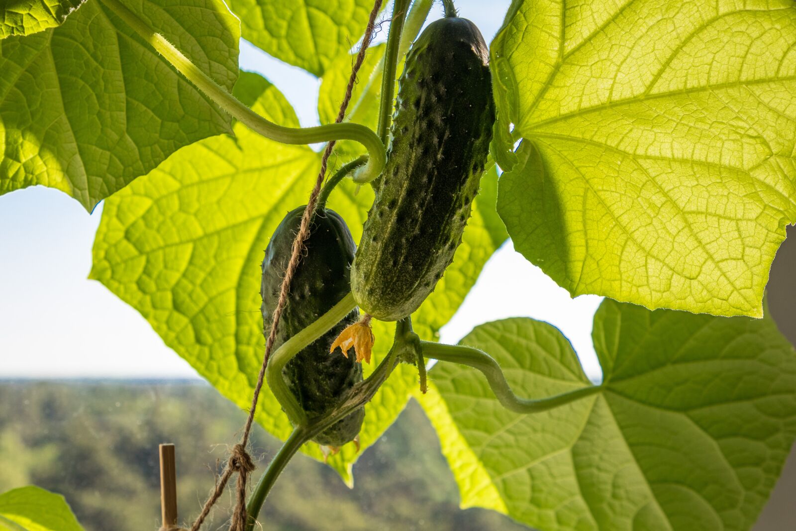 Canon EF 24-105mm F4L IS II USM sample photo. Cucumbers, vegetables, food photography
