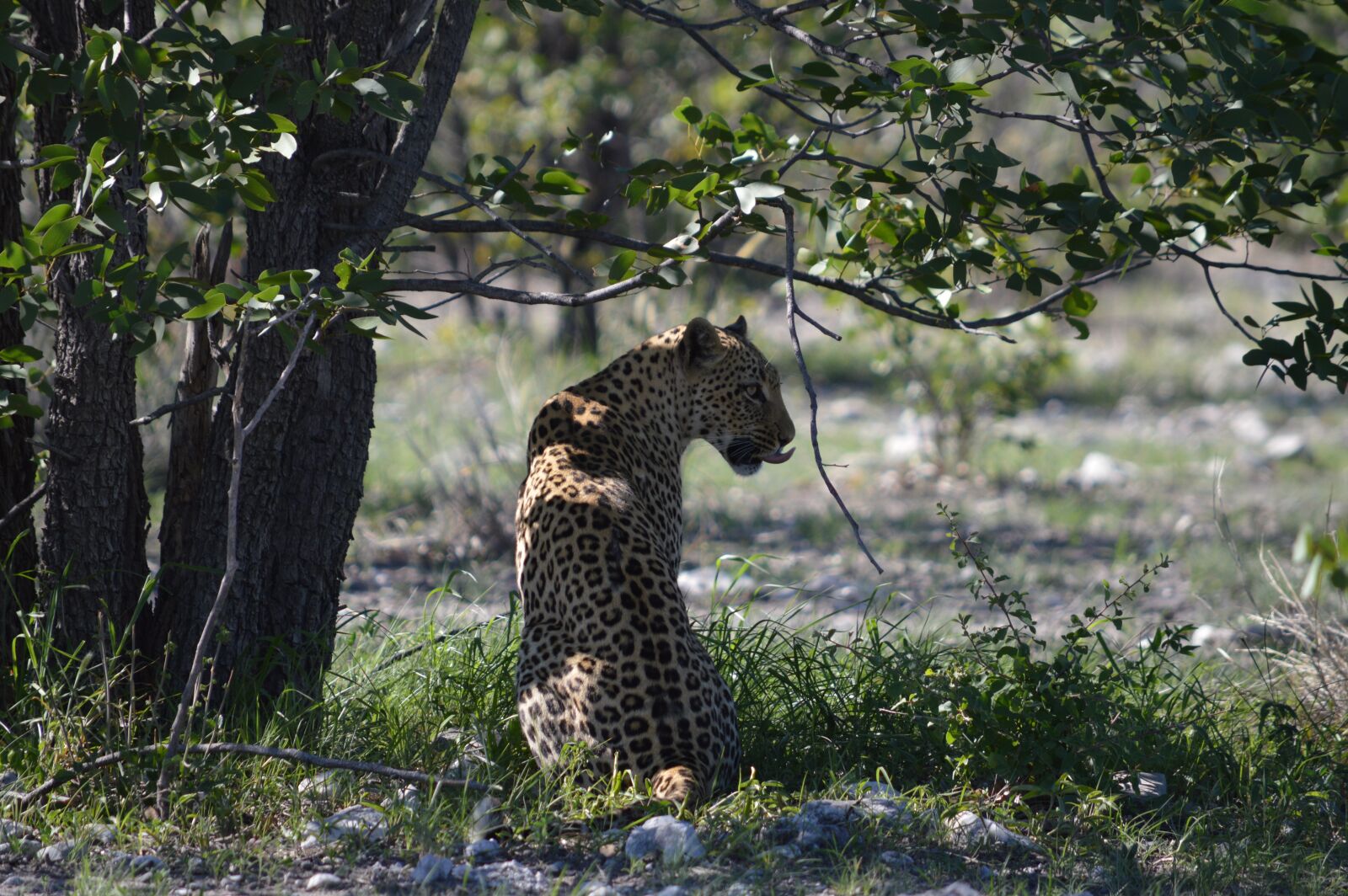 Nikon D3200 sample photo. Leopard, africa, namibia photography