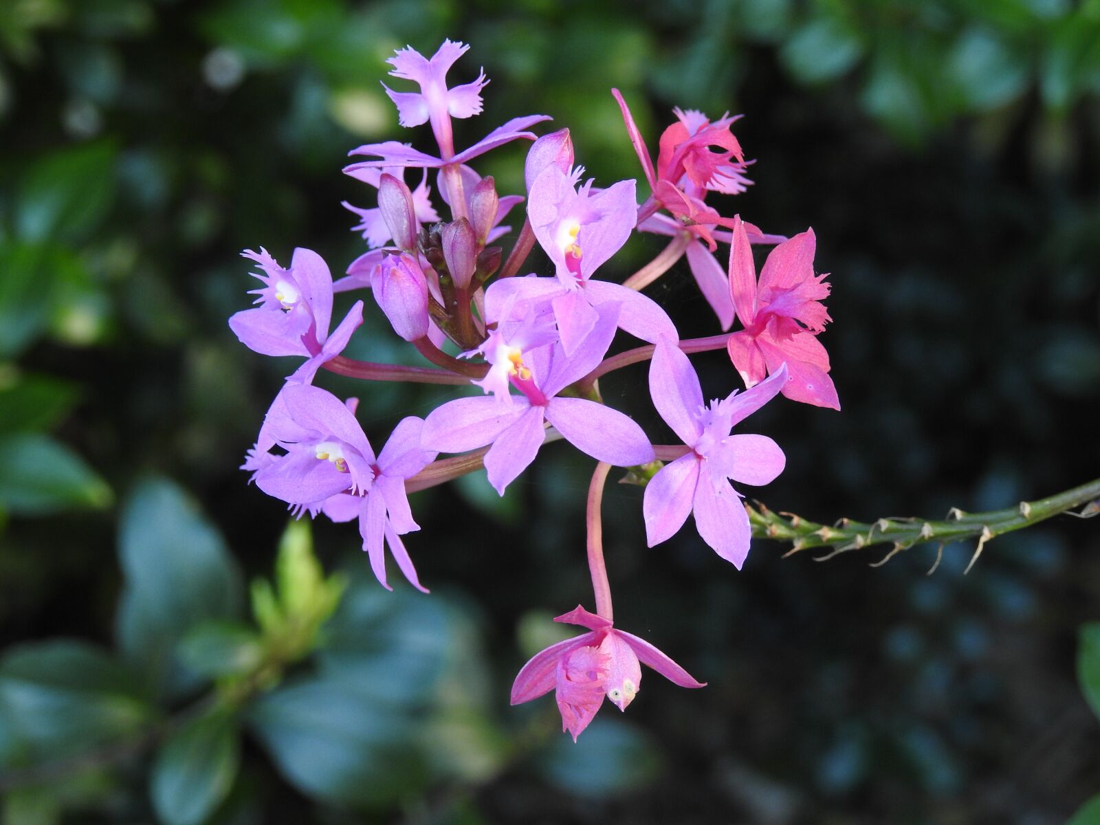 Nikon Coolpix P900 sample photo. Australian, wild, orchid photography