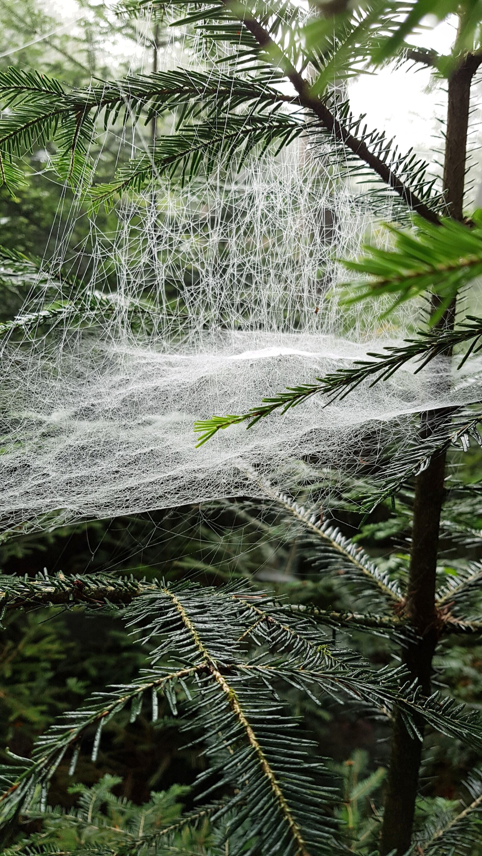 Samsung Galaxy S7 Edge sample photo. Cobwebs, cobweb, case photography