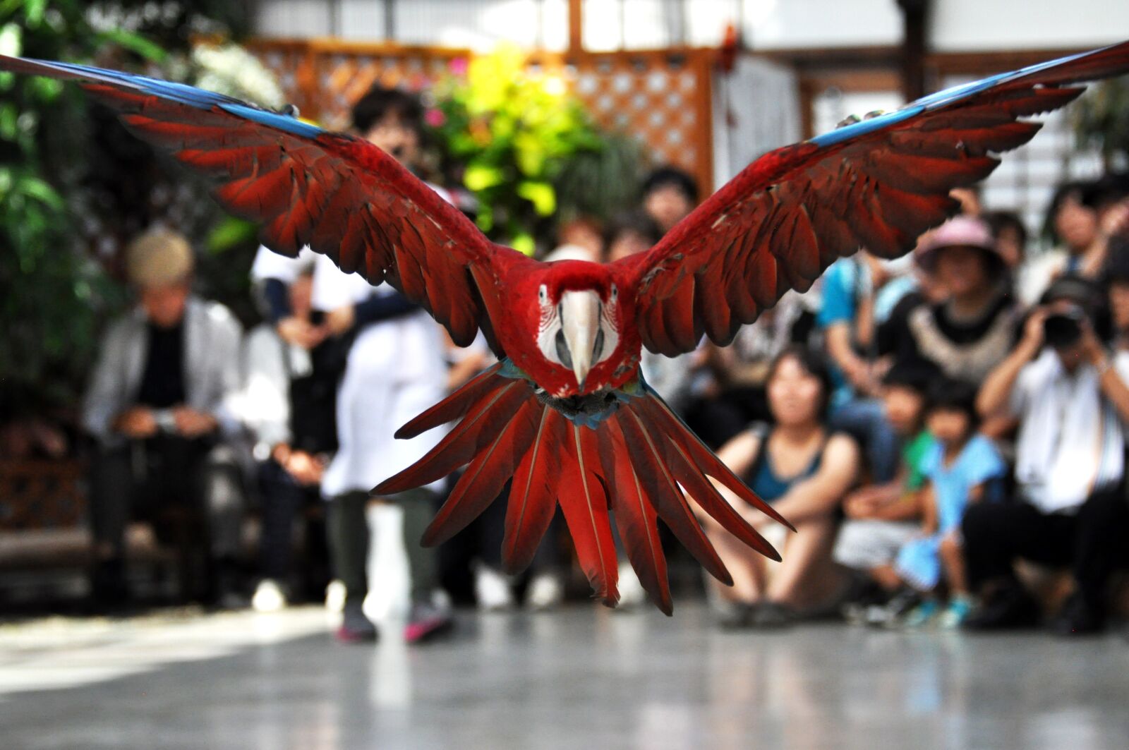 Nikon D90 sample photo. New macaw, parakeet, bird photography