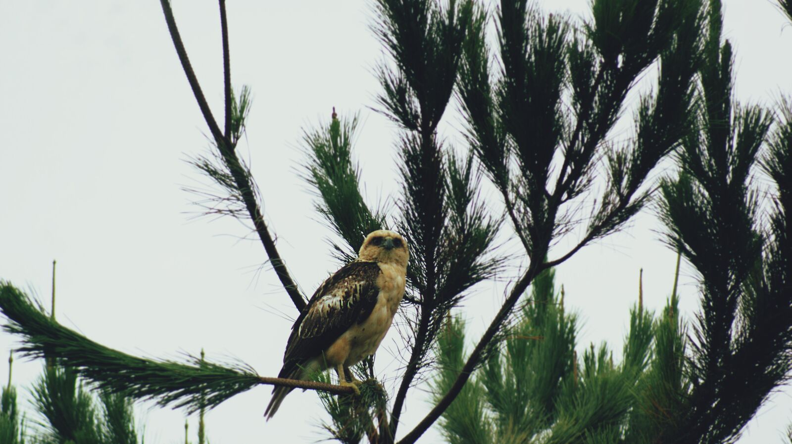 Sony Alpha DSLR-A350 sample photo. Hawk, nature, bird photography