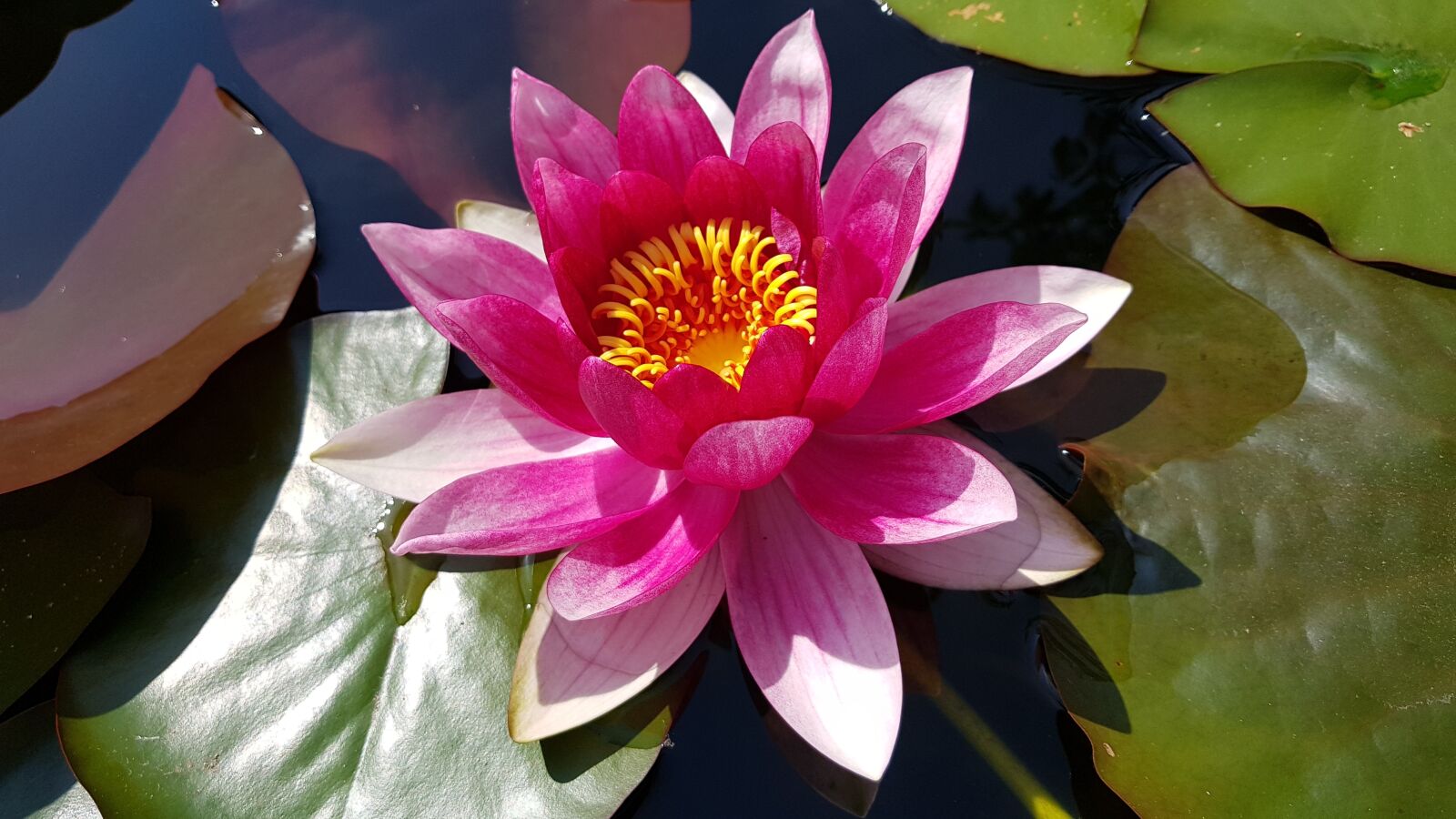 Samsung Galaxy S8+ sample photo. Water lily, pond, pink photography