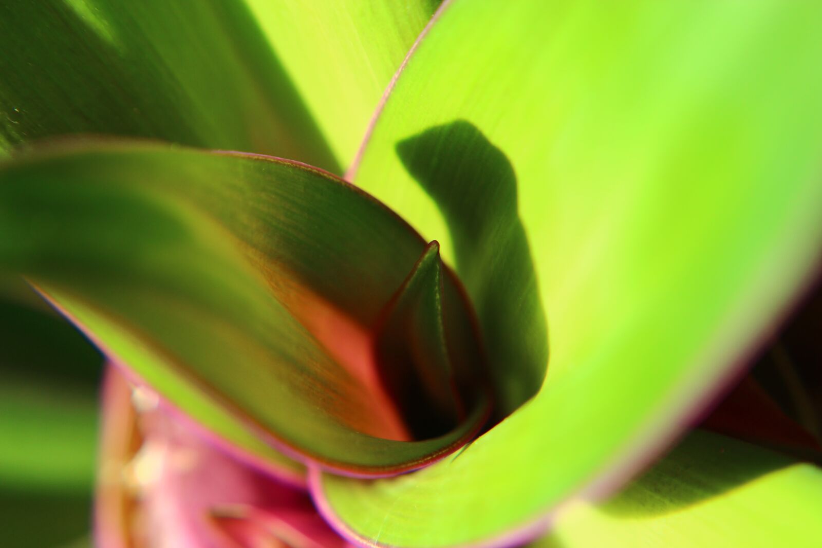 Canon EOS 600D (Rebel EOS T3i / EOS Kiss X5) + Canon EF 50mm F1.8 II sample photo. Flower, yesil leaf, close-up photography