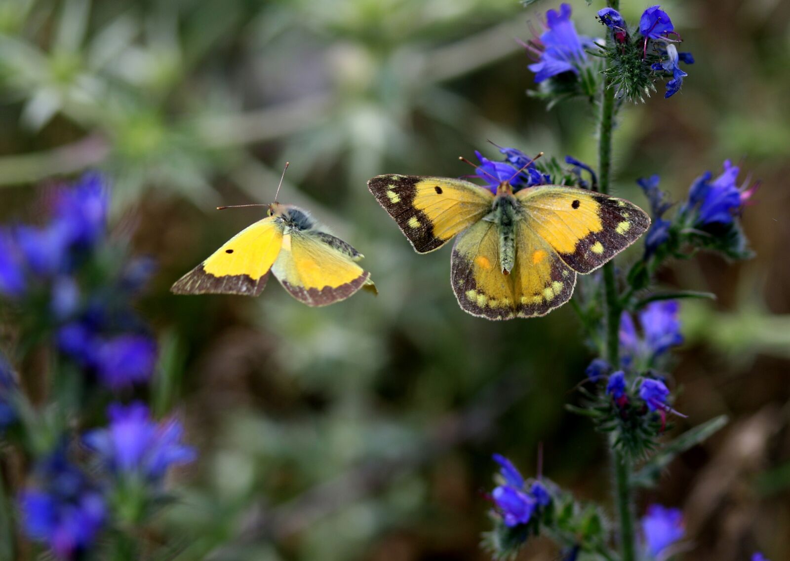 Canon EF-S 60mm F2.8 Macro USM sample photo. Butterfly, yellow, pair photography