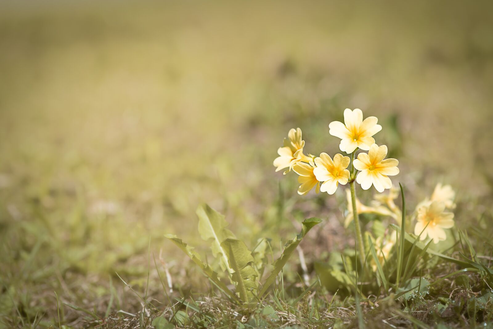 Nikon D750 sample photo. Cowslip, yellow, yellow flower photography