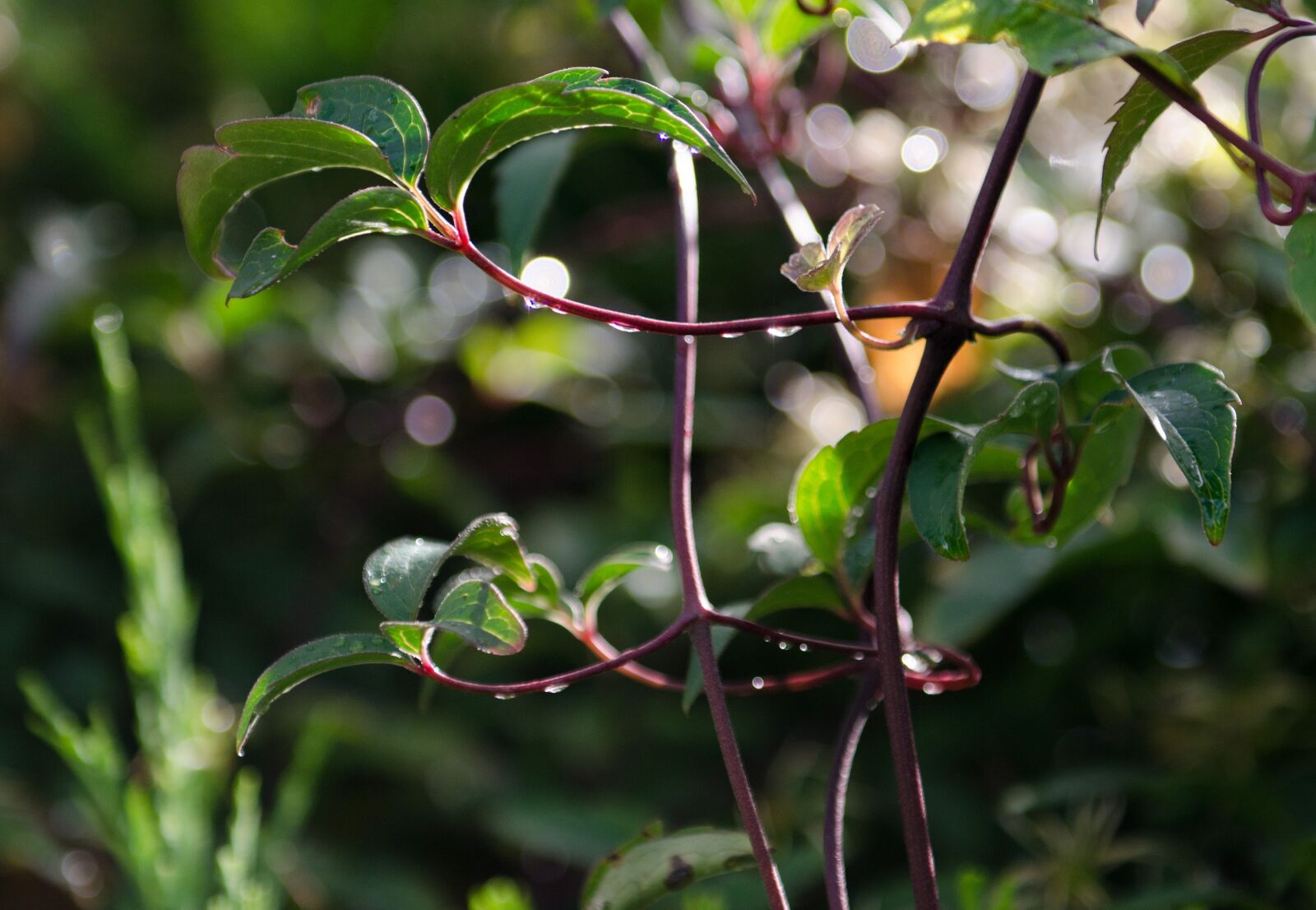Nikon D7000 sample photo. Leaves, dew, serene photography