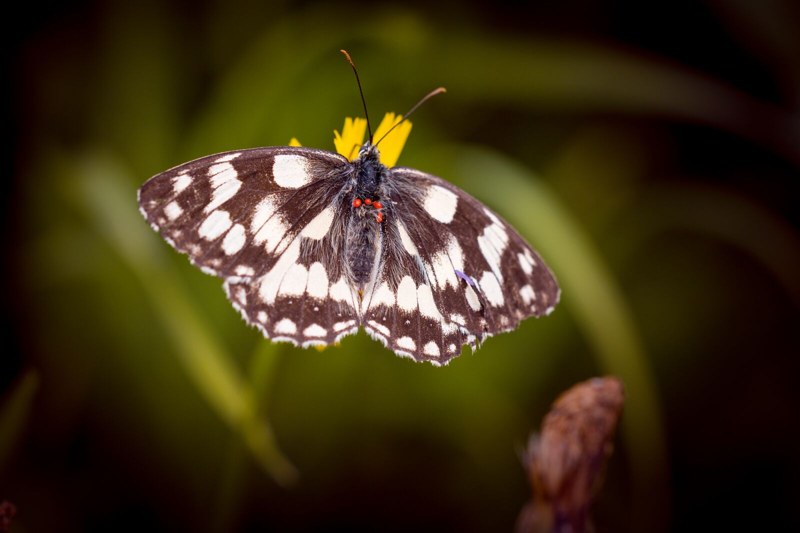 Nikon D7100 sample photo. Butterfly, chess board, women's photography