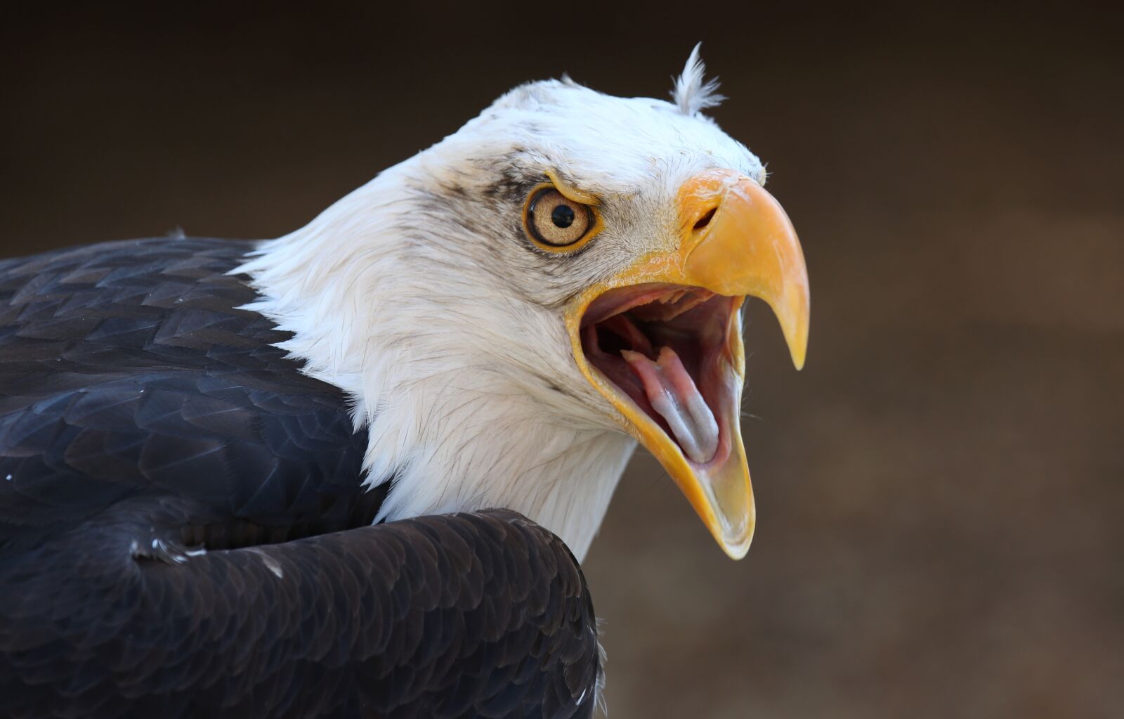 Canon EOS 5D Mark III sample photo. Bird, bald eagle, eagle photography