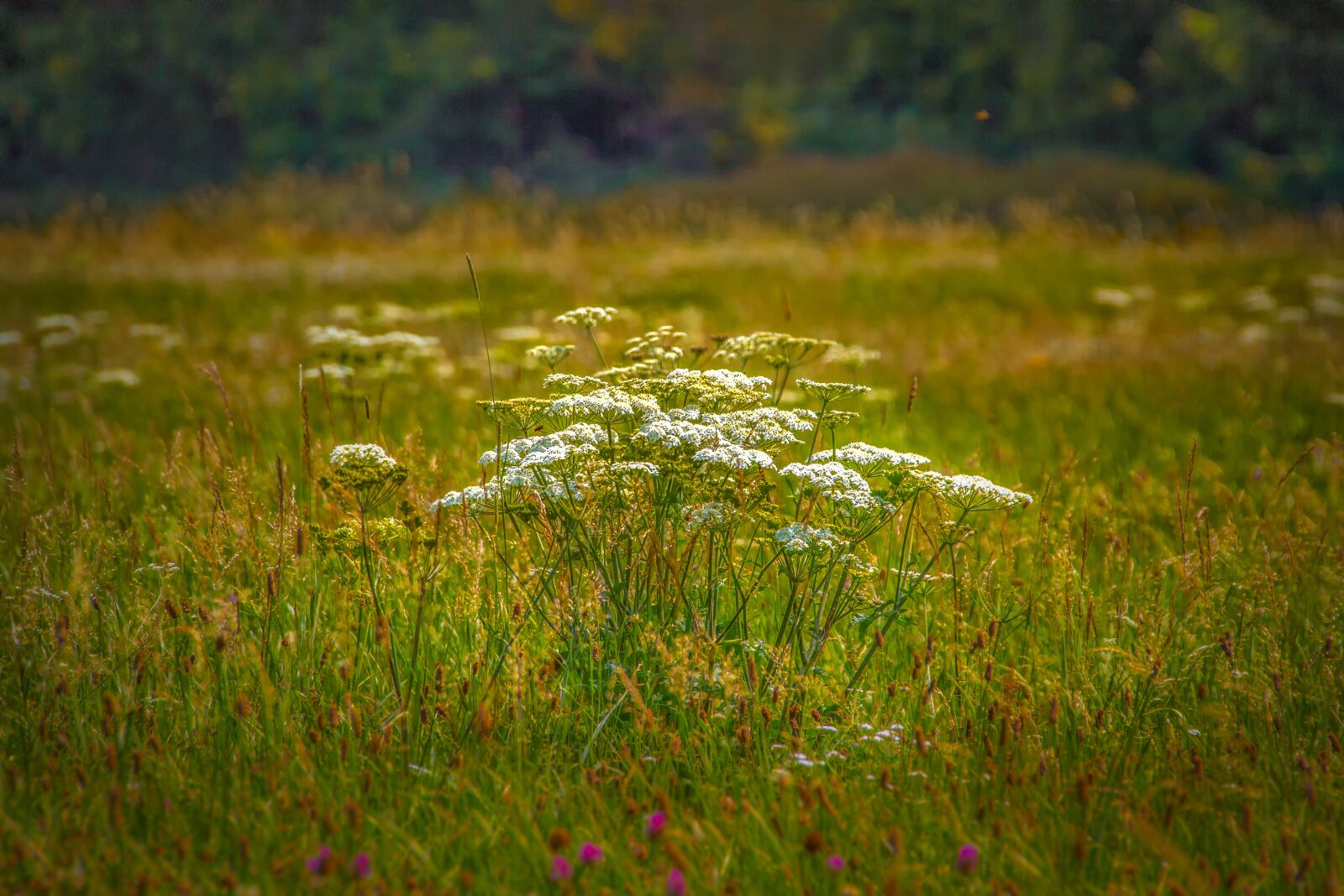 Canon EOS 60D sample photo. Cow parsley, wild herbs photography