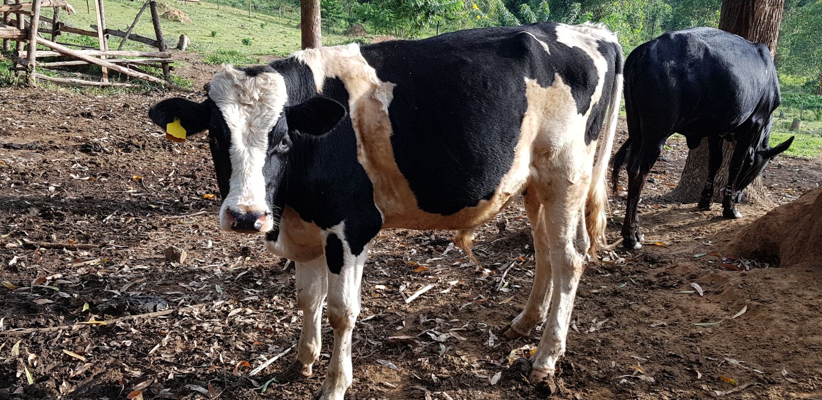 Samsung Galaxy S8+ sample photo. Animal, bull, farm photography