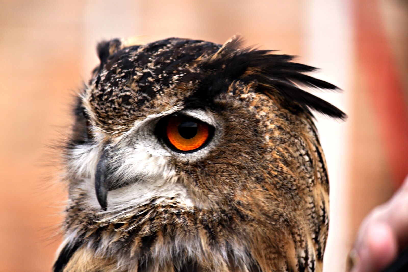 Canon EOS 500D (EOS Rebel T1i / EOS Kiss X3) sample photo. Owl, feather, bird photography