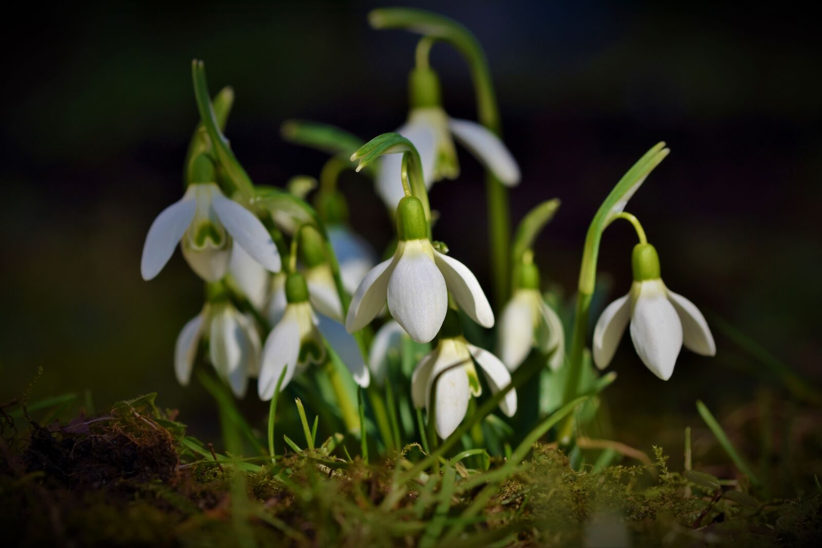 Nikon D7200 sample photo. Snowdrop, snow bell, spring photography