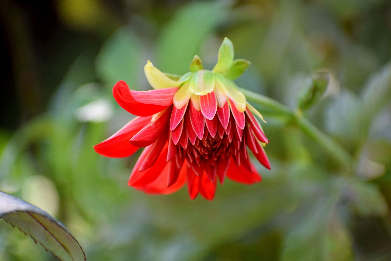 Nikon D3300 sample photo. Flower, nature, red photography
