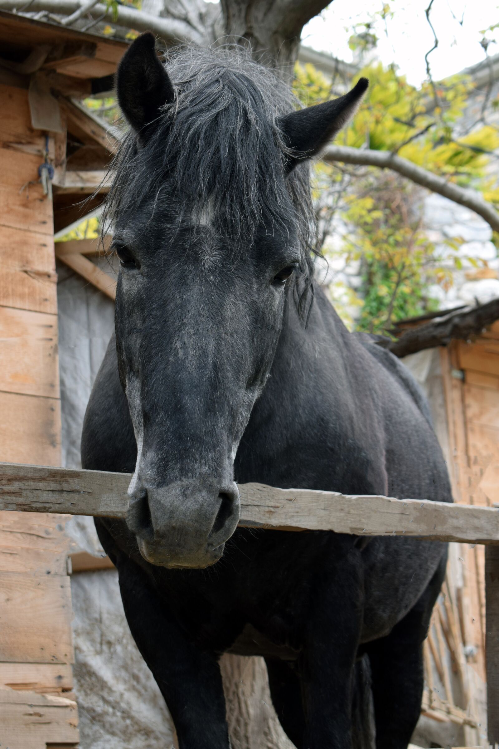 Nikon D3300 sample photo. Horse, animal, looking photography