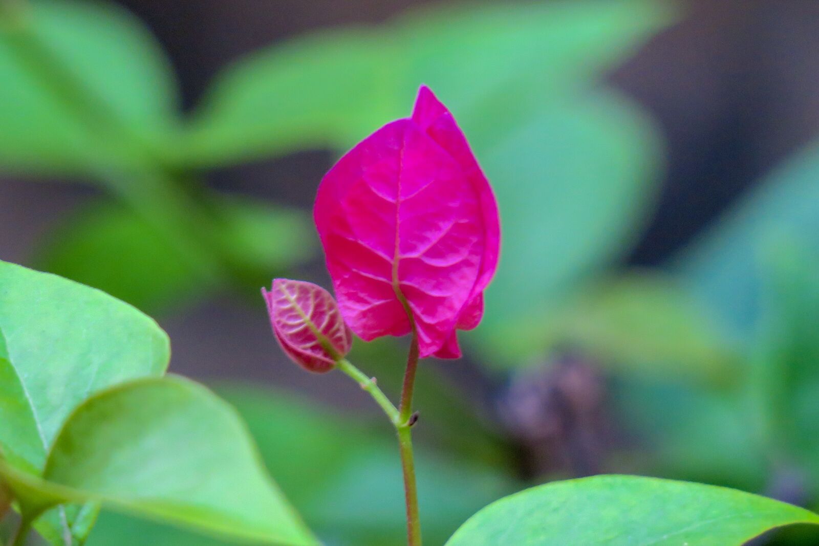 Canon PowerShot G3 X sample photo. Hong kong, plant, petal photography