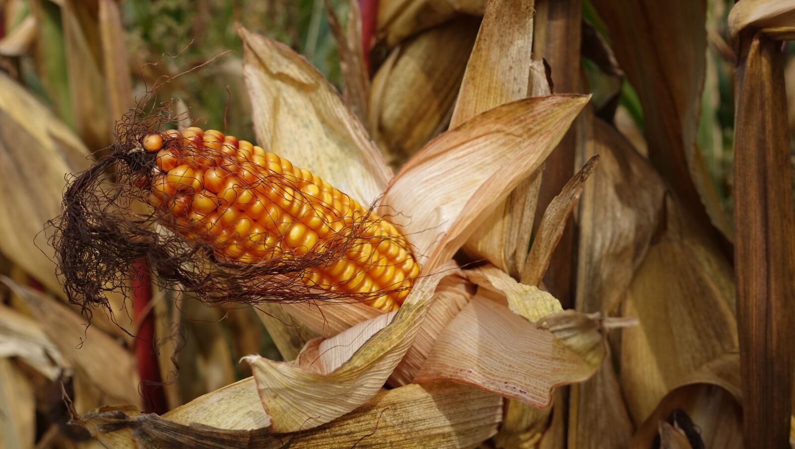 Sony Cyber-shot DSC-RX100 IV sample photo. Corn, plant, grains photography