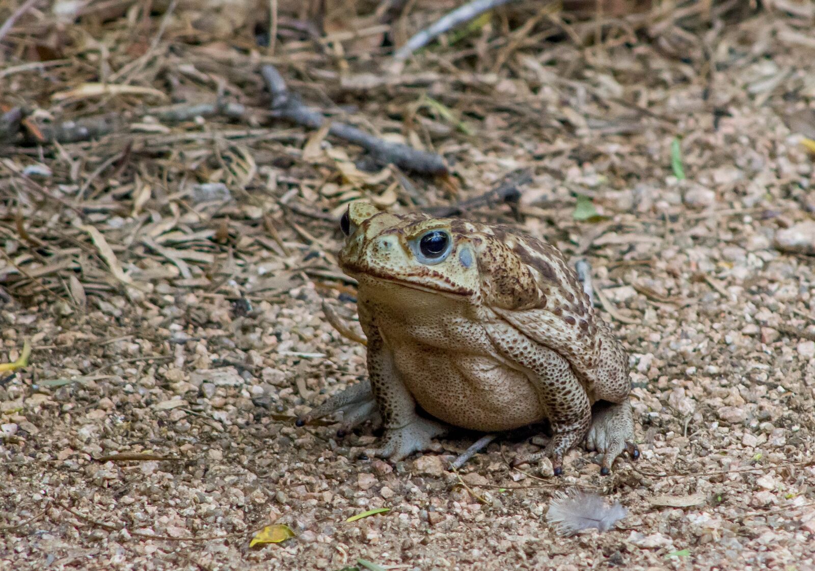 Canon EOS 550D (EOS Rebel T2i / EOS Kiss X4) + Canon EF 75-300mm f/4-5.6 sample photo. Cane toad, amphibian, animal photography