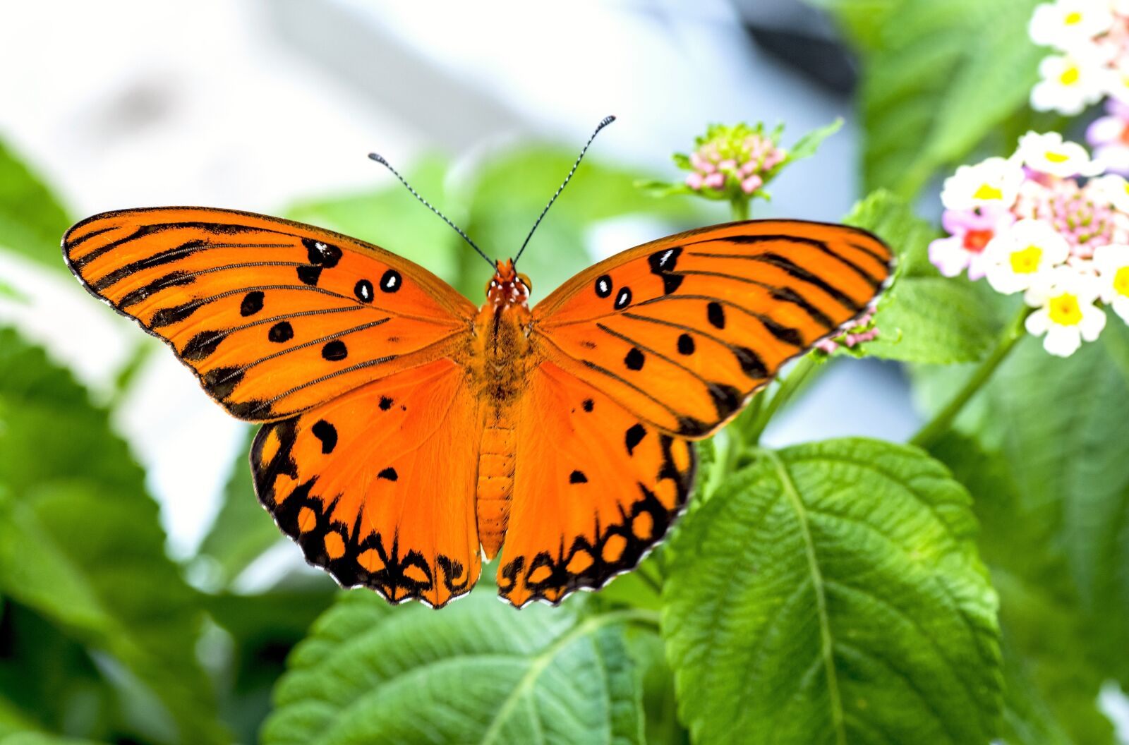 Nikon D610 sample photo. Butterfly, animal, macro photography