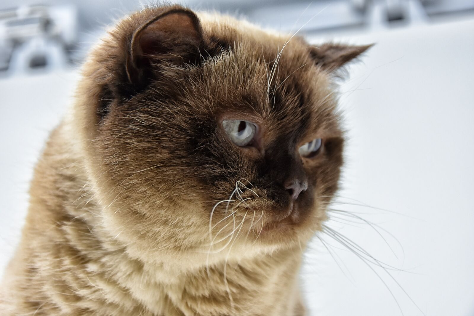 Nikon D7200 sample photo. British shorthair, cat, thoroughbred photography