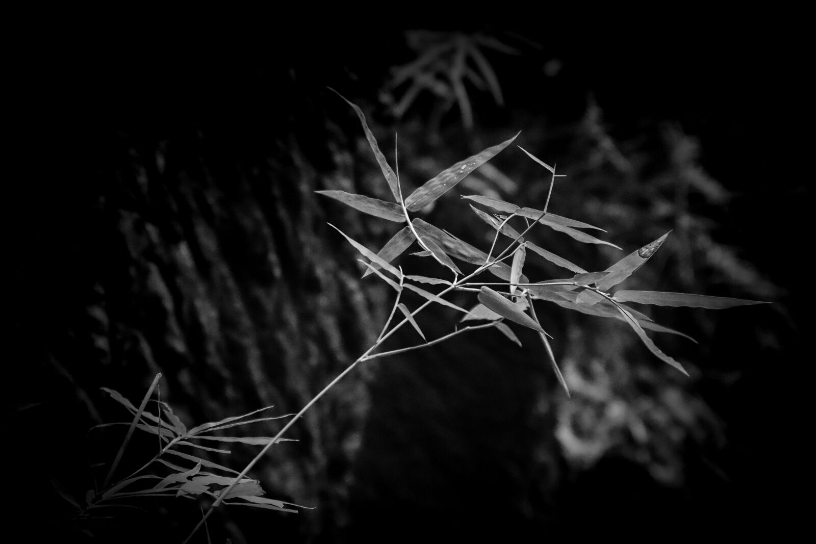 Nikon D500 sample photo. Bamboo, leaves, zen photography