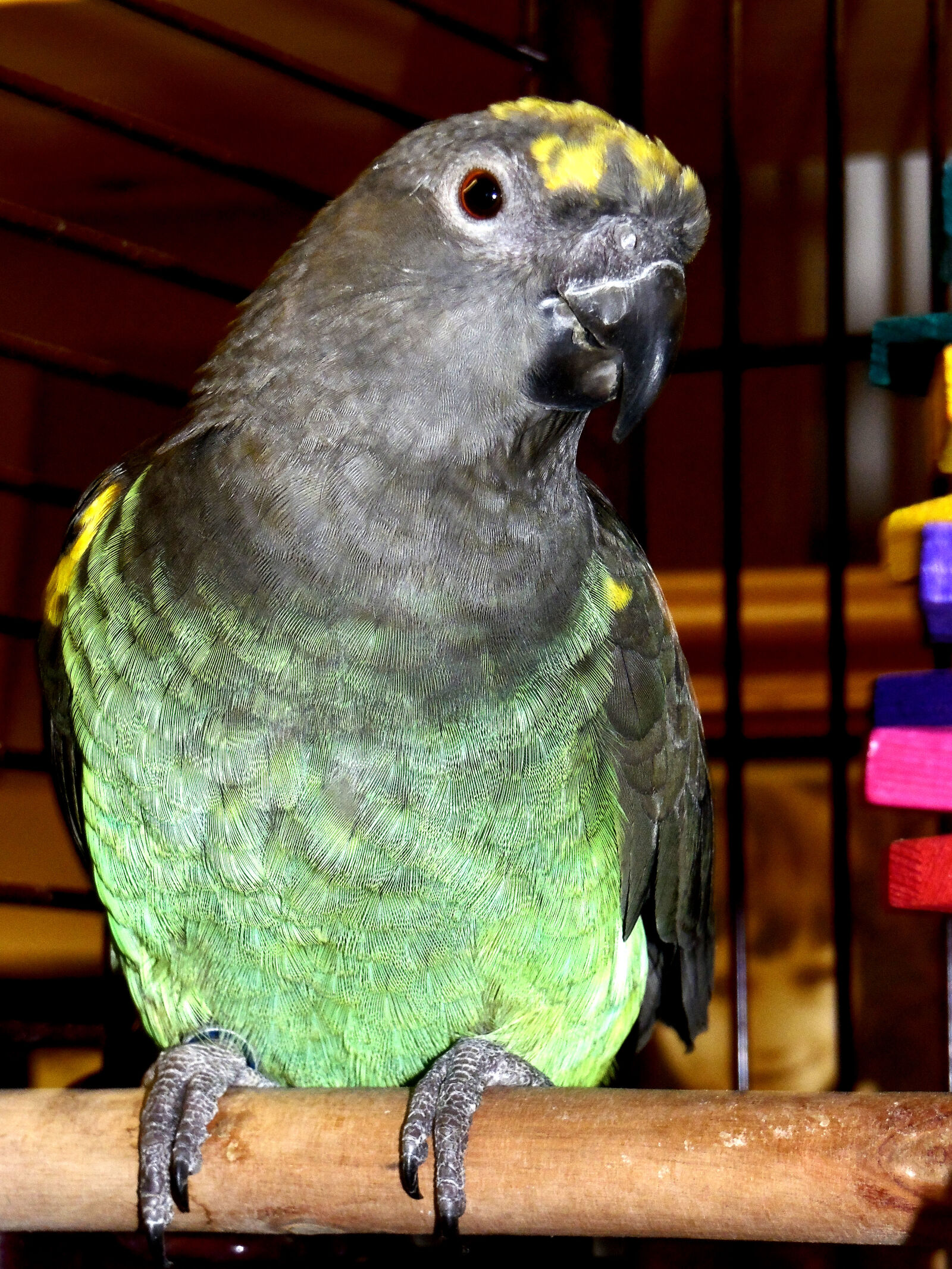 Samsung WB2200F sample photo. Meyers, parrot photography