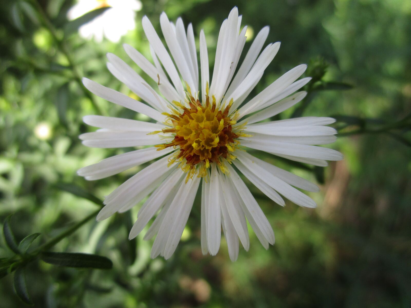 Canon IXUS 190 sample photo. Blossom, bloom, white photography