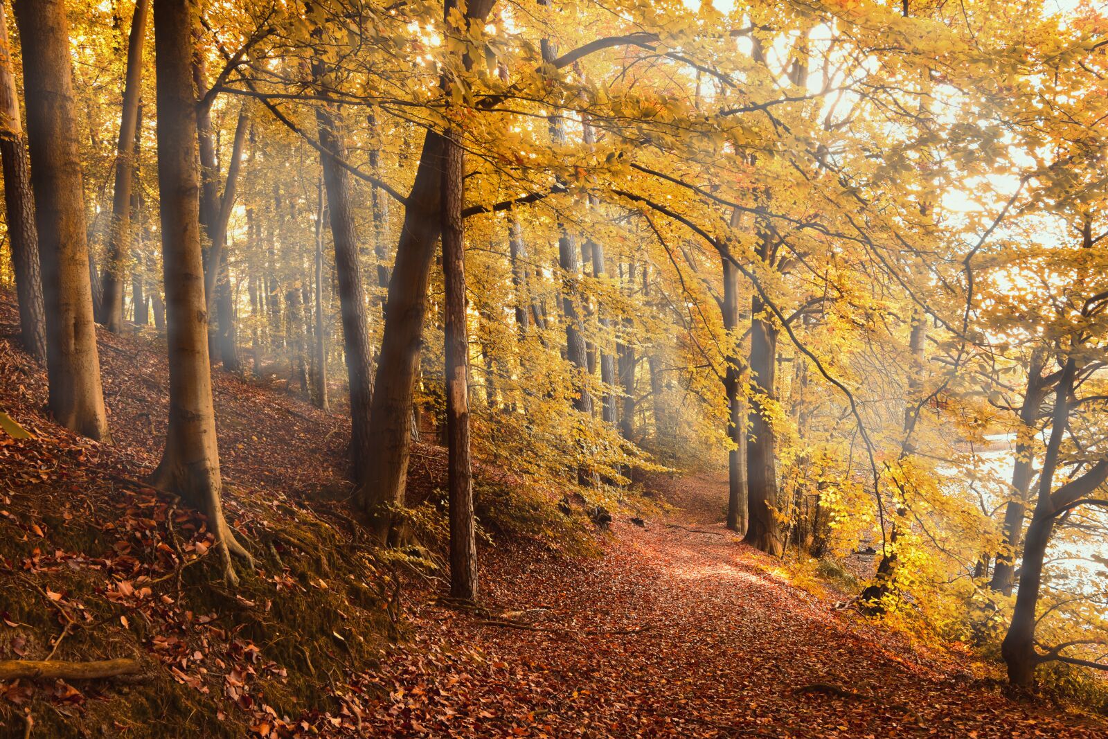 Nikon D5600 sample photo. Autumn forest, forest, fall photography