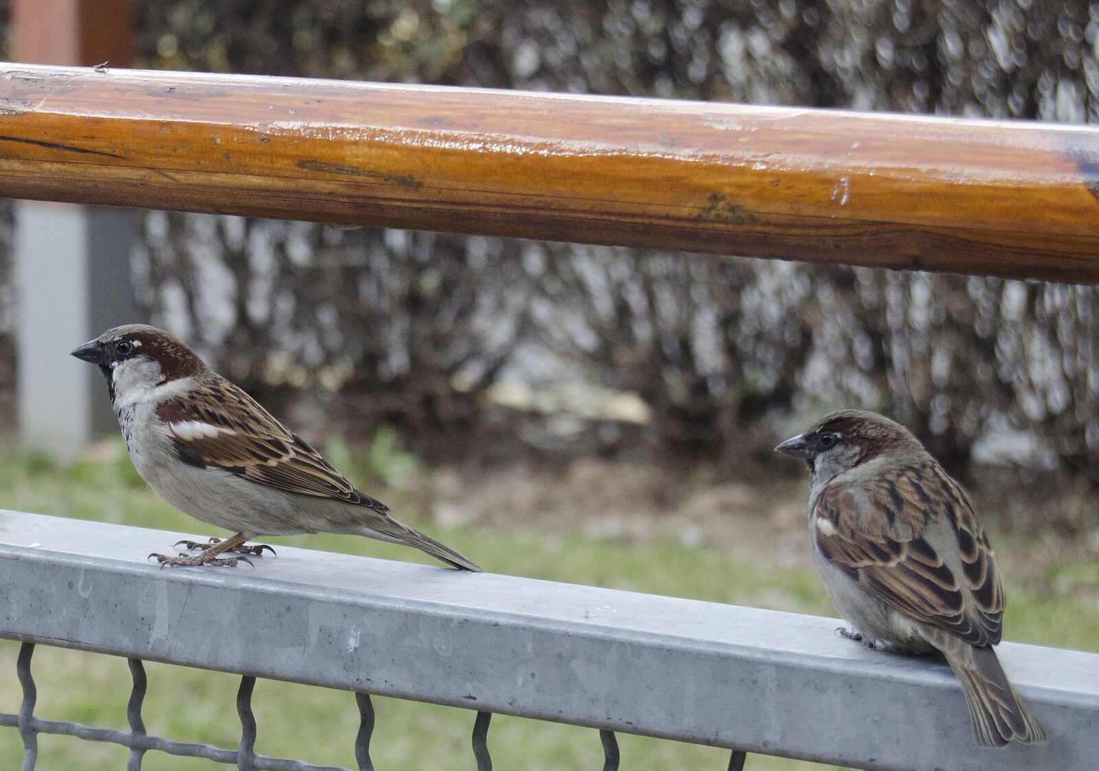 Nikon D5100 sample photo. Birds, beggars, bold photography